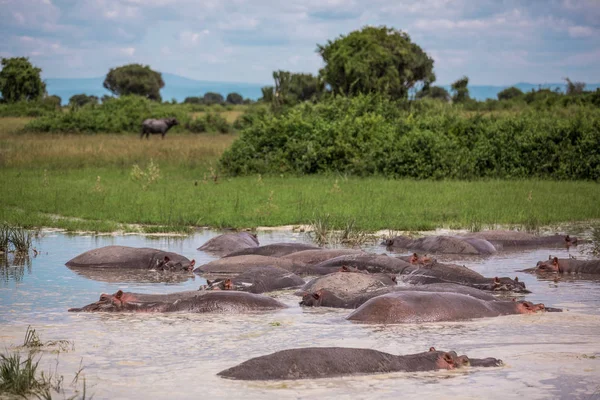 Eine Gruppe Flusspferde sitzt in einem kleinen See in der afrikanischen Savanne — Stockfoto