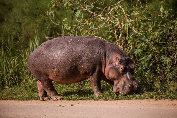 A huge Hippo walks along the road with public transport and chews grass. This is a rarity as hippos usually sit in the water during the day — Stock Photo, Image