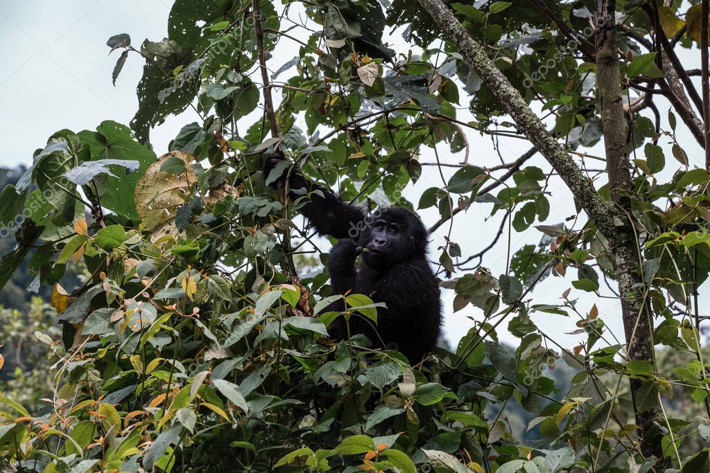 a baby gorilla sits on a tree and chews on vegetation