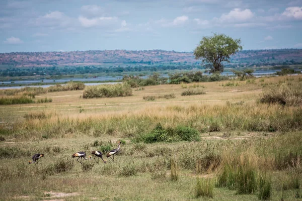 Paysage de savane africaine avec un troupeau de grues couronnées — Photo