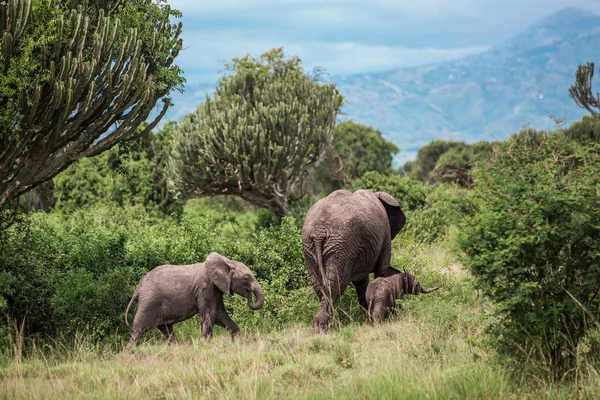 Mother elephant and two children go into the thick of the African Savannah, among the bushes and candelabra trees, against the blue mountains — Stock Photo, Image
