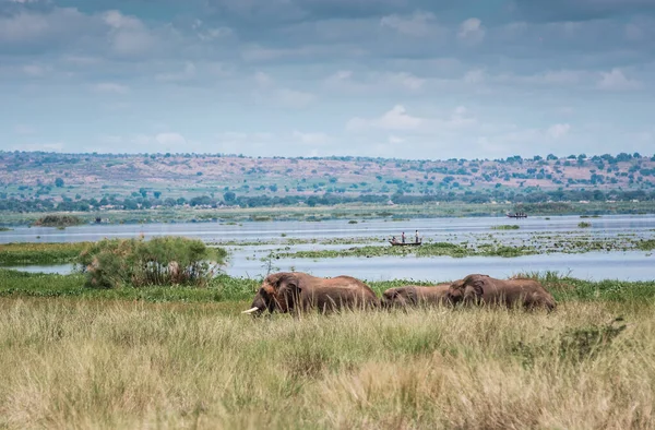 Elephants graze peacefully on the banks of the Nile river — Stock Photo, Image