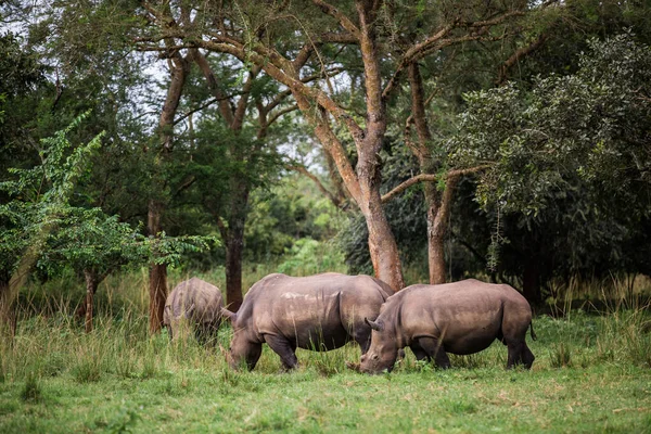 A family of rhinos graze peacefully in the African forest — Stock Photo, Image