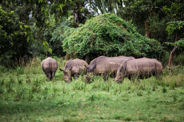 A family of rhinos graze peacefully in the African forest — Stock Photo, Image