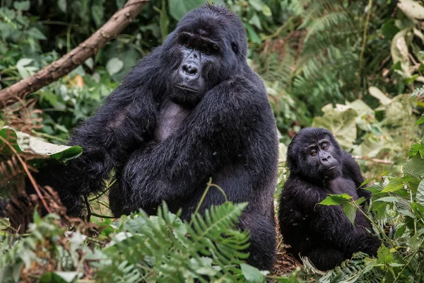 Un gorila negro con un bebé masticando vegetación en la selva — Foto de Stock