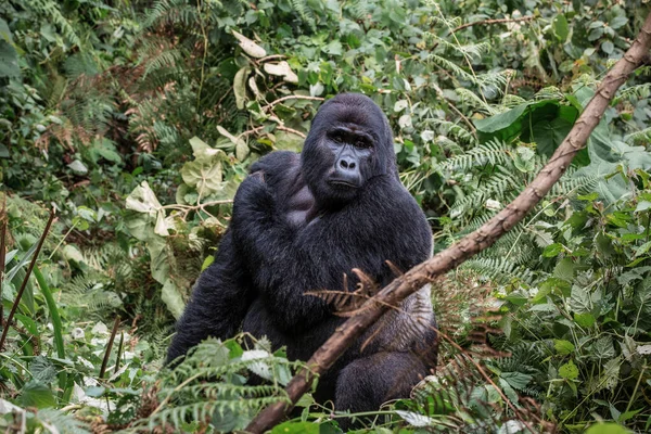 El líder de una manada de gorilas, la espalda plateada posa en las profundidades de la selva — Foto de Stock