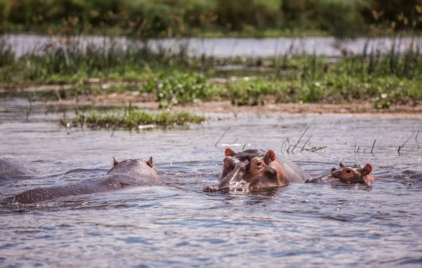 Clouse up of hippos sitting in the water on the river Nile — Stock Photo, Image