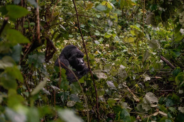 El líder de una manada de gorilas, plata en las profundidades de la selva — Foto de Stock