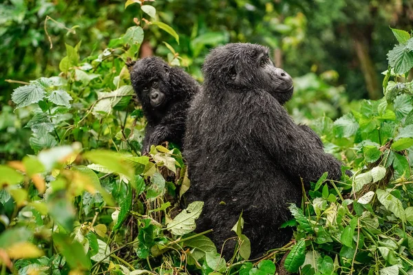 Um gorila preto com um bebê mastigando vegetação no fundo selvagem na selva — Fotografia de Stock