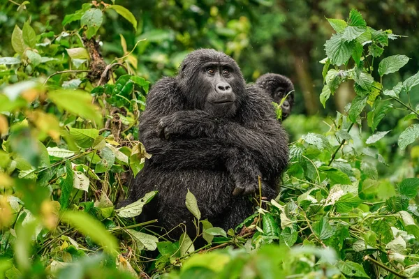 Retrato de un gorila negro con un bebé en la selva — Foto de Stock