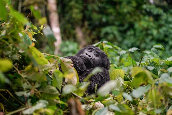 portrait of a black gorilla looking at you in the wild deep in the jungle
