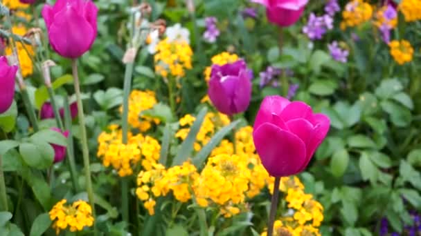 Lindas flores frescas em plena floração em canteiros de flores de primavera em uma cidade europeia. Tulipas carmesim, amarelo, hortênsias roxas — Vídeo de Stock