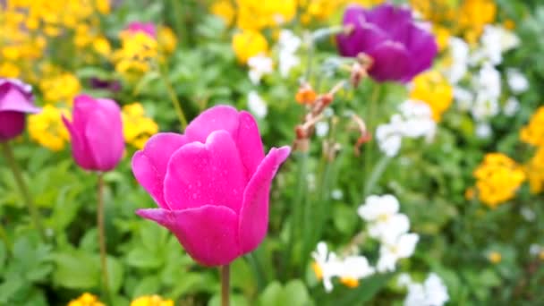 Schöne frische Blumen in voller Blüte auf Frühlingsbeeten in einer europäischen Stadt. Purpurrote Tulpen, gelbe, lila Hortensien — Stockvideo