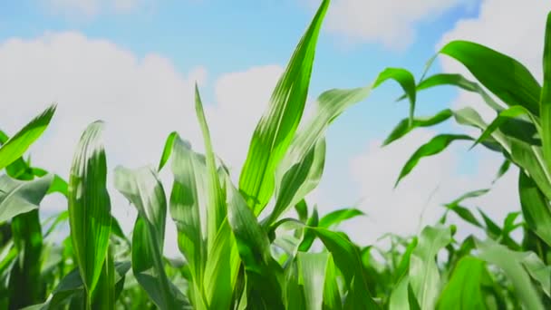 Soczyste zielone liście plantacji kukurydzy, kołyszące się na wietrze przed błękitnym niebem — Wideo stockowe