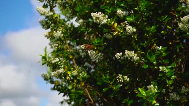 Apelsinfjärilar och bin pollinerar vita lila blommor — Stockvideo