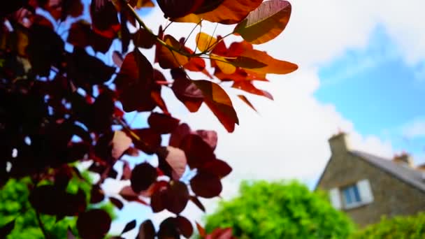 Rote und grüne Blätter eines Strauches in einem Frühlingsgarten, der schwankt, langes Video — Stockvideo