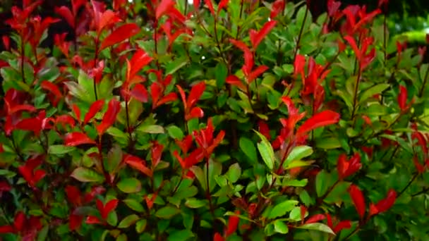 Red and green leaves of a shrub in a spring garden swaying, long video — 비디오