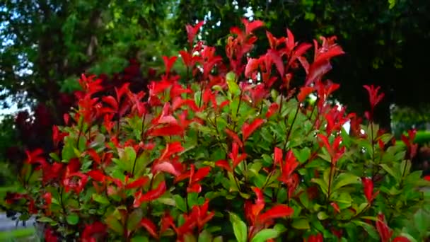 Red and green leaves of a shrub in a spring garden swaying, long video — 비디오
