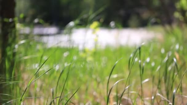 Szaftos zöld fű, lengett a szélben — Stock videók