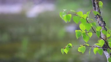 İlkbahar, ağacın sulu yaprakları rüzgarda sallanıyor.