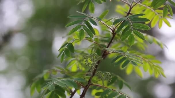 Primavera, jugosas hojas jóvenes del árbol, balanceándose en el viento — Vídeo de stock