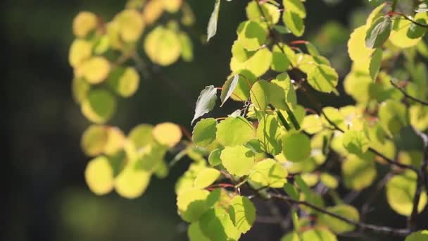 Primavera, succose foglie giovani dell'albero, ondeggianti nel vento — Video Stock