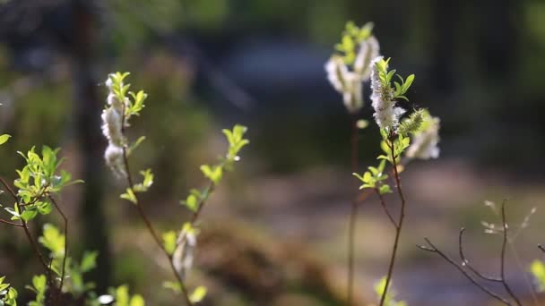 Primavera, jugosas hojas jóvenes del árbol, balanceándose en el viento — Vídeos de Stock