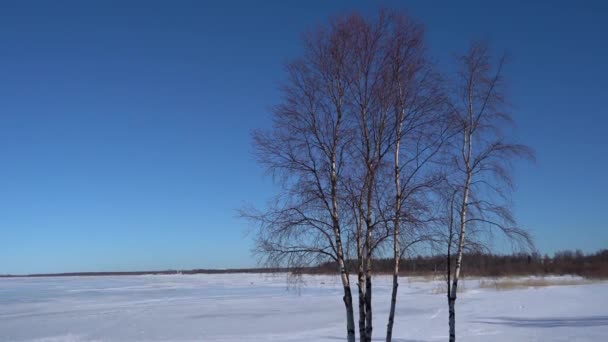 ミニマルな冬の風景、木や雪に覆われた湖. — ストック動画