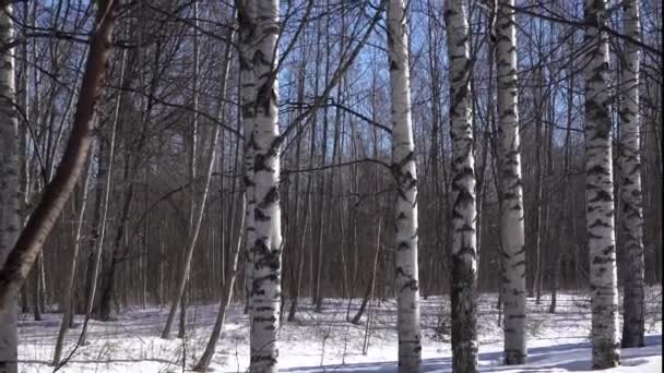 Birch grove in the snow. Movement of the camera along the white tree trunks up to the tops — Stock Video