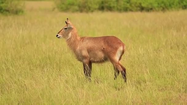 Водяной козел Kobus ellipsiprymnus defassa является большой и сильной антилопой — стоковое видео
