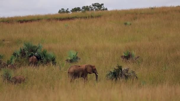 Big and small lephants graze in the tall grass of the African Savannah — Stockvideo