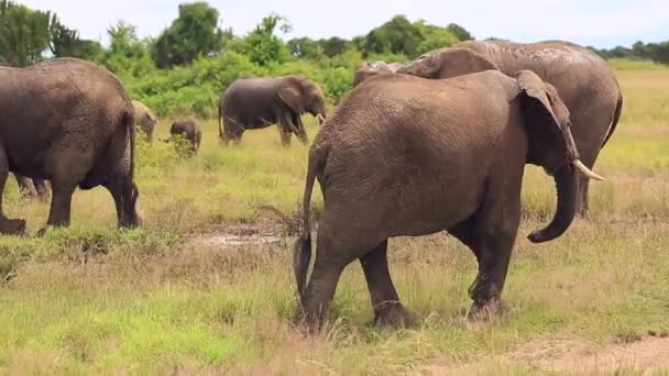 Un gran elefante pasa y se rasca la oreja con su tronco — Vídeo de stock