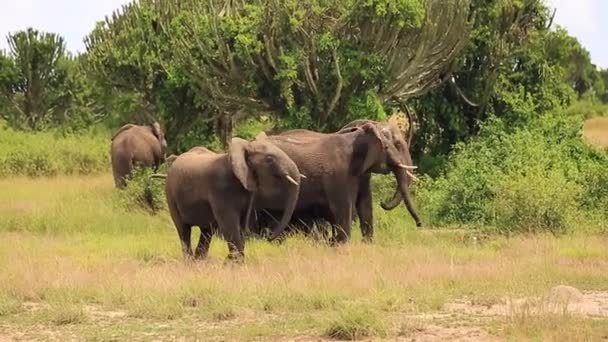 Las trompetas de elefante y protege a dos elefantes con tres elefantes pequeños — Vídeos de Stock