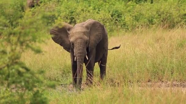 Kleine olifant spelen en spetteren water uit een plas — Stockvideo