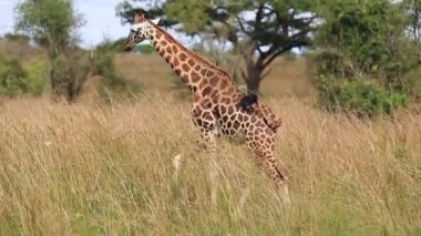 Güzel bir zürafa mavi gökyüzüne ve sarı uzun çimenlere karşı Afrika savanasında yürüyor.