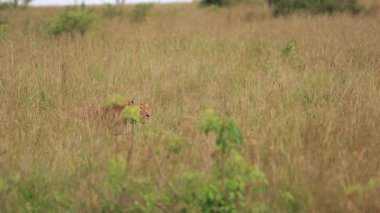 the lioness hunts in the African Savannah
