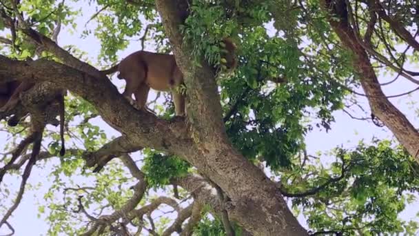 Ett stort afrikanskt lejon kommer ner från trädet — Stockvideo