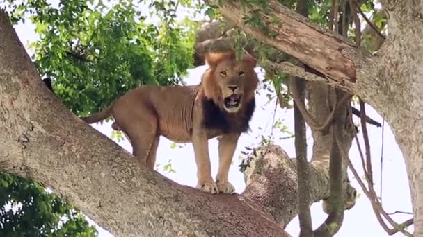 Um grande leão africano lambe e desce da árvore — Vídeo de Stock
