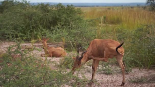 Two antelopes. Battle in the green African Savannah — Stock Video