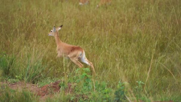 Grazing gazellesin a savana africana — Vídeo de Stock