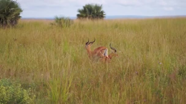 Uma gazela foge e a outra jaz na grama alta. — Vídeo de Stock