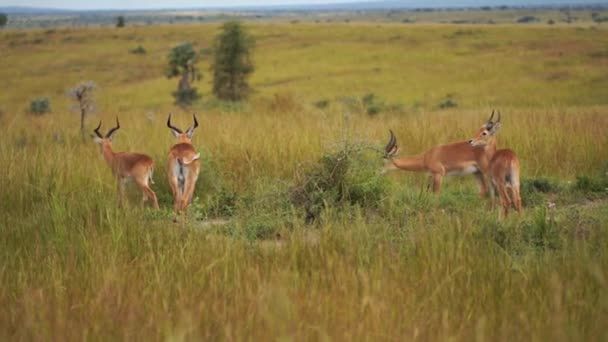 Quatre belles gazelles regardent dans le cadre et se tiennent symétriquement dans la savane africaine 