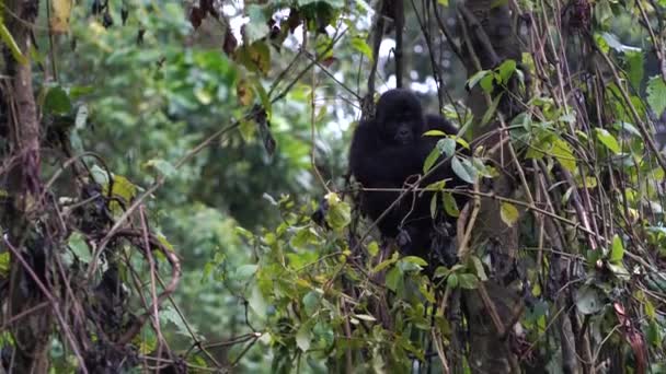 Un gorila bebé se sienta en un árbol y mastica la vegetación — Vídeo de stock