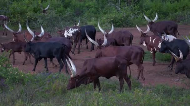 Flyttande hjord av afrikanska bruna kor med enorma vita horn — Stockvideo