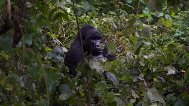 Primer plano retrato de dorso plateado en el salvaje profundo en la selva — Vídeo de stock