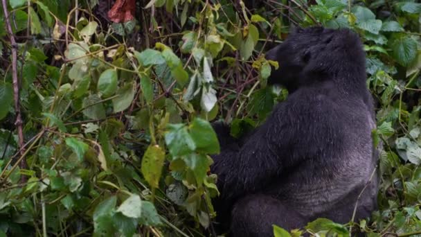 Welkom geschreeuw van zilverrug in het wild diep in de jungle — Stockvideo