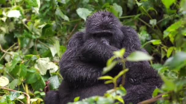 Un gorila negro con un bebé frunció el ceño con desagrado en lo salvaje profundo de la selva — Vídeo de stock