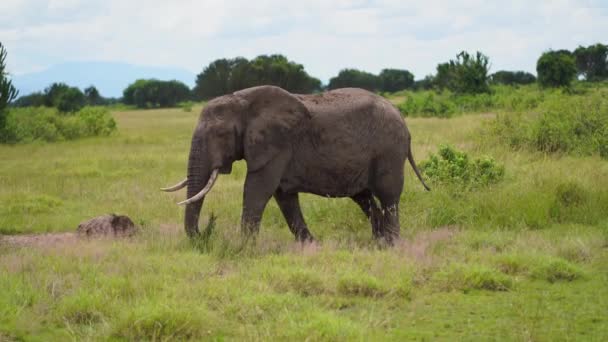 Három nagy elefánt és egy bébi elefánt halad el mellettük, és modellként pózolnak egy szereposztáson. — Stock videók