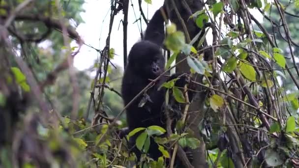 En baby gorilla sitter på ett träd, tuggar på vegetationen, och går ner i trädet — Stockvideo