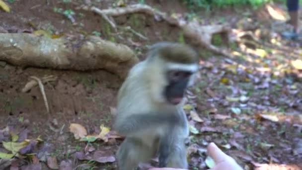Οι τουρίστες ταΐζουν ξηρούς καρπούς σε αστείες πράσινες μαϊμούδες. Οι μαϊμούδες παίρνουν καρύδια απευθείας από τα χέρια των ανθρώπων. — Αρχείο Βίντεο